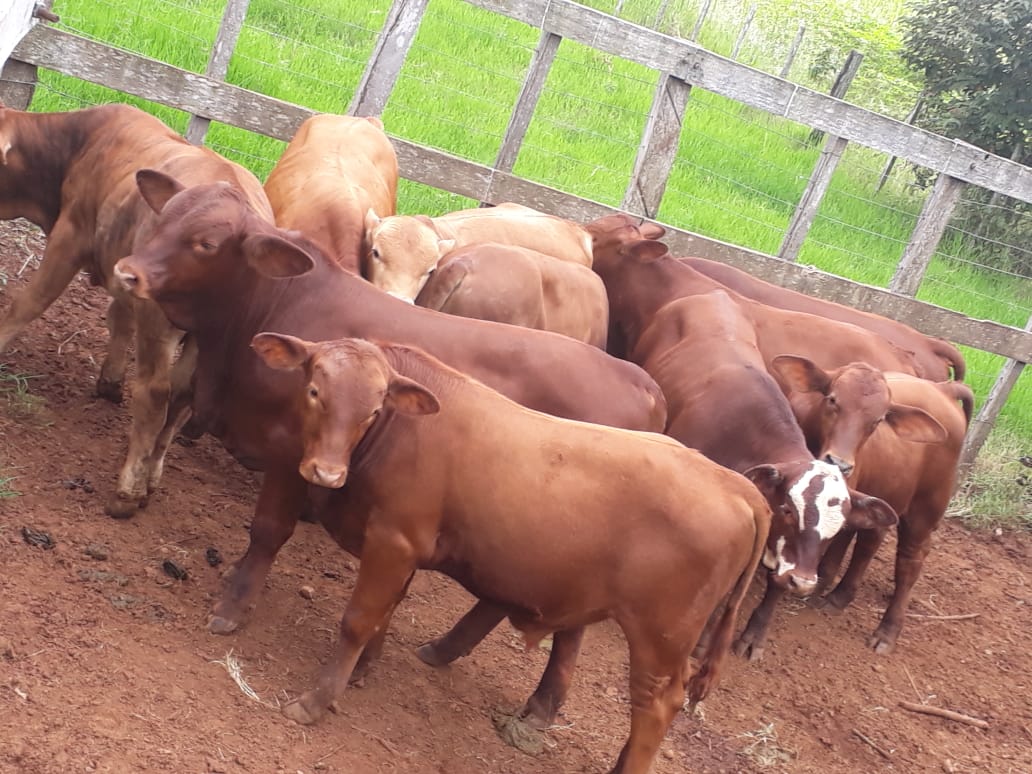 Novilhos Angus e Braford Lotes de Gado Novilhos Angus e Braford Lotes de Gado