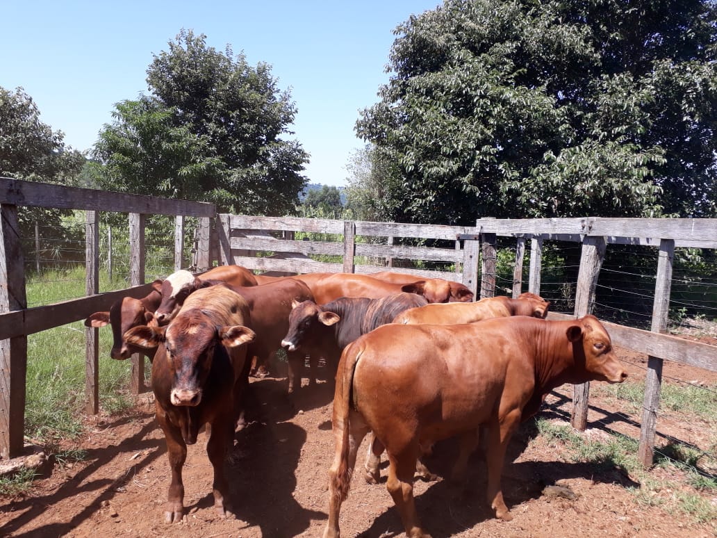 Novilhos Angus e Braford Lotes de Gado Novilhos Angus e Braford Lotes de Gado